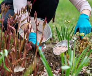 Odkryj sekrety nawożenia piwonii i ciesz się ich kwiatami!