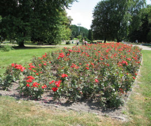 Rosarium