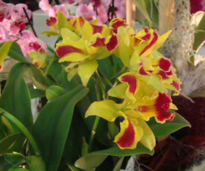 Storczyk Cattleya
