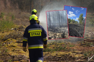 Duży pożar lasu na Pomorzu! Strażacy walczą z ogniem