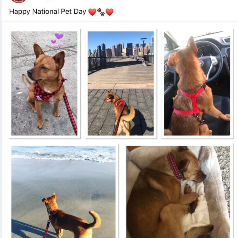 W Polsce nikt go nie chciał. Bezdomny Imbir znalazł dom w... Nowym Jorku! [ZDJĘCIA]