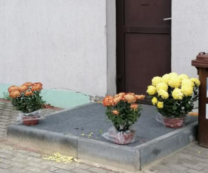 Wyjątkowo kolorowa jesień w Gminie Iława. Wszędzie chryzantemny!