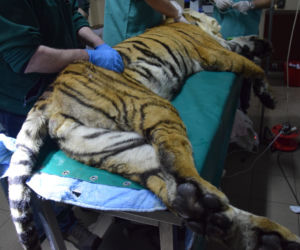 Operowany tygrys w poznańskim ZOO walczy o życie