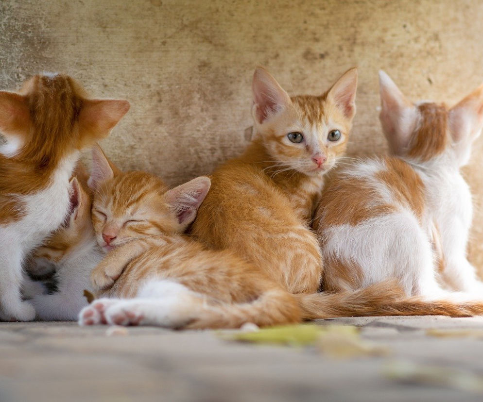 Wystawa Kotów Rasowych w Toruniu