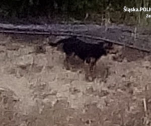 Policja poszukuje właściciela psów. Zagryzły 47 ptaków ozdobnych [ZDJĘCIA]
