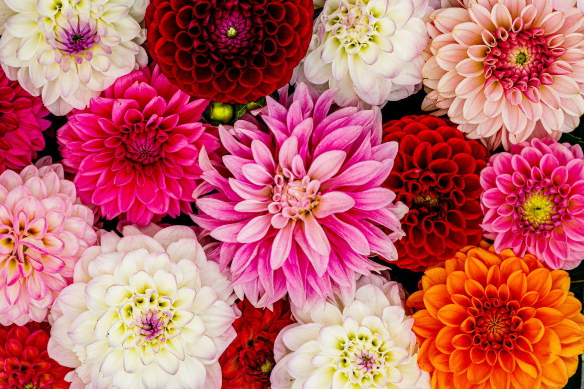Dalia