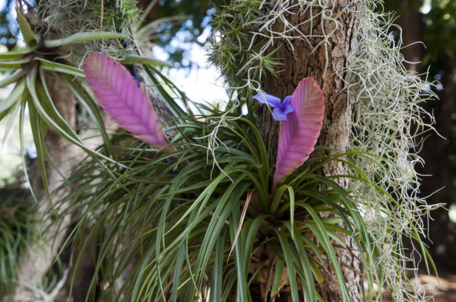 Tillandsia modra (Tillandsia cyanea)