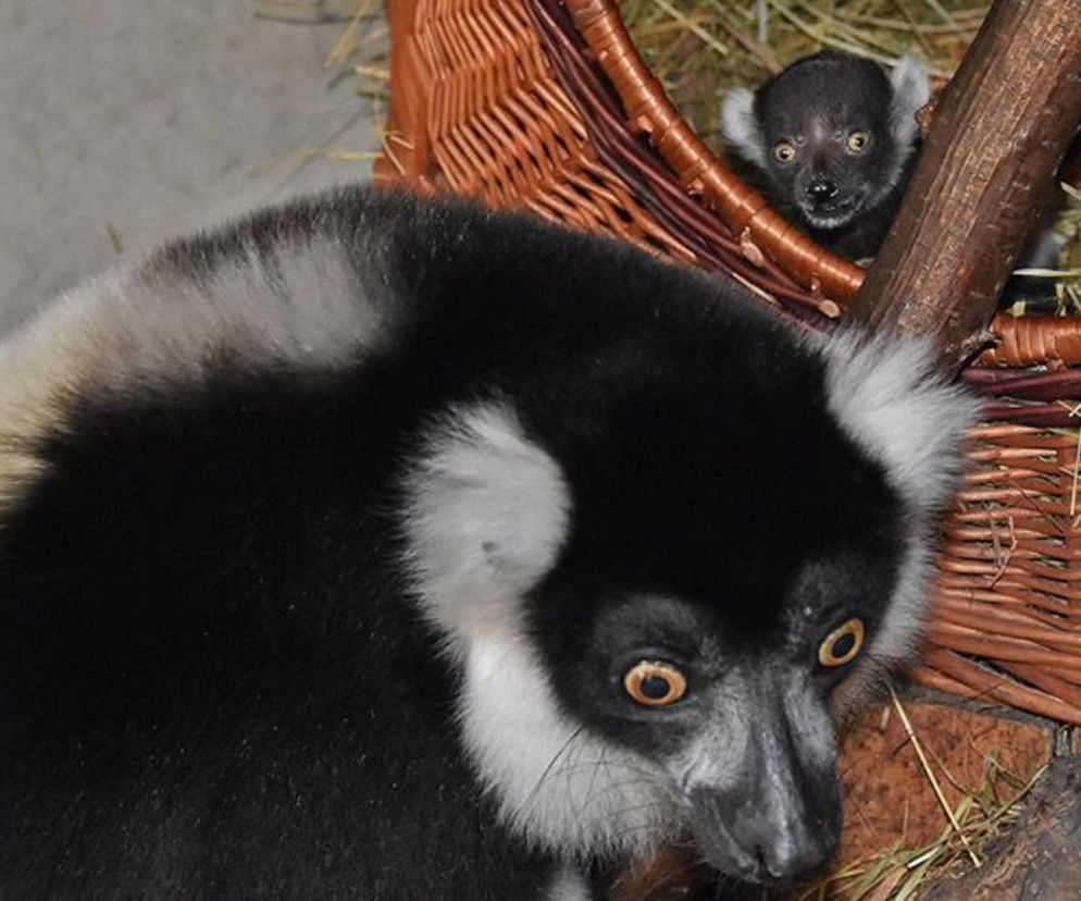 Zamość: Babcia lemurka urodziła dziecko. „Stulatka” została mamą. NIEZWYKŁE! [ZDJĘCIA]