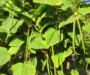 Katalpa (surmia)