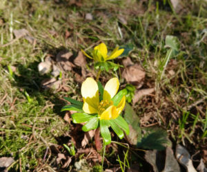Wiosna coraz śmielej daje o sobie znać! Krokusy kwitną, pszczoły ruszyły do pracy