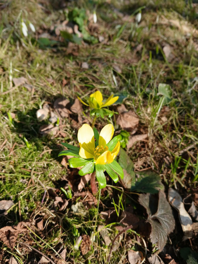 Wiosna coraz śmielej daje o sobie znać! Krokusy kwitną, pszczoły ruszyły do pracy