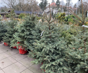 ESKA UBIERZE CI CHOINKĘ 2025