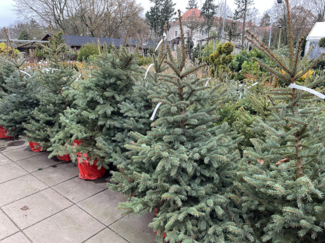 ESKA UBIERZE CI CHOINKĘ 2025