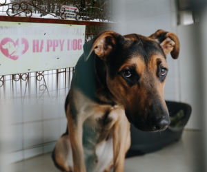 	„Maszynka do mielenia mięsa i pałki z krwią”. Kulisy zamknięcia „Happy Dog”