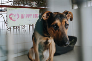 Schronisko Happy Dog zamknięte. To, co znaleziono w środku, przeraża. Co dalej?