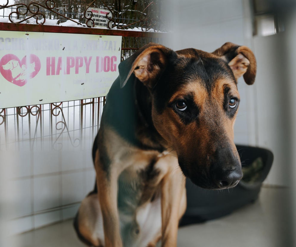 „Maszynka do mielenia mięsa i pałki z krwią”. Kulisy zamknięcia schroniska „Happy Dog”. Co dalej?