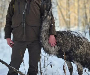 Emu znaleziony w lesie pod Garwolinem
