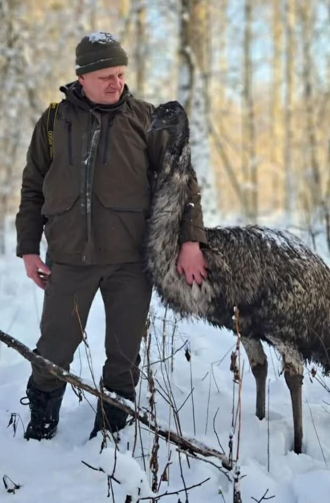 Emu znaleziony w lesie pod Garwolinem