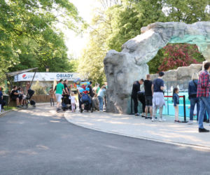 Pingwiny hitem Zoo w Chorzowie! Do ogrodu ustawiają się kolejki, ale ludzie nie przestrzegają rygorów sanitarnych