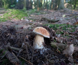Świętokrzyskie darzy! Lasy pełne grzybów 
