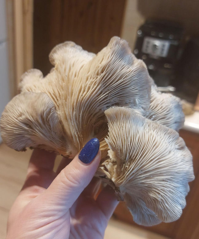 Grzybobranie w zimie w Lubuskiem