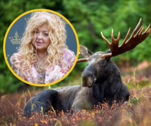 Co dalej z głową łosia? Zaskakujący finał sporu Magdy Gessler z tatrzańską restauracją