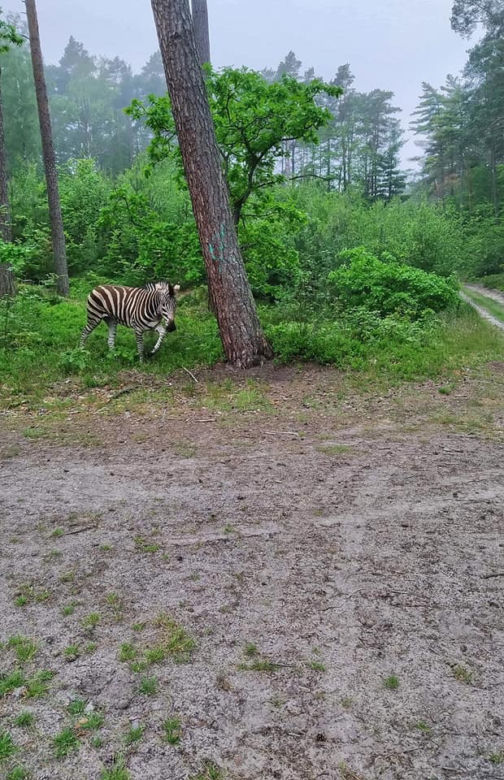 Zebra