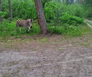 Zebra