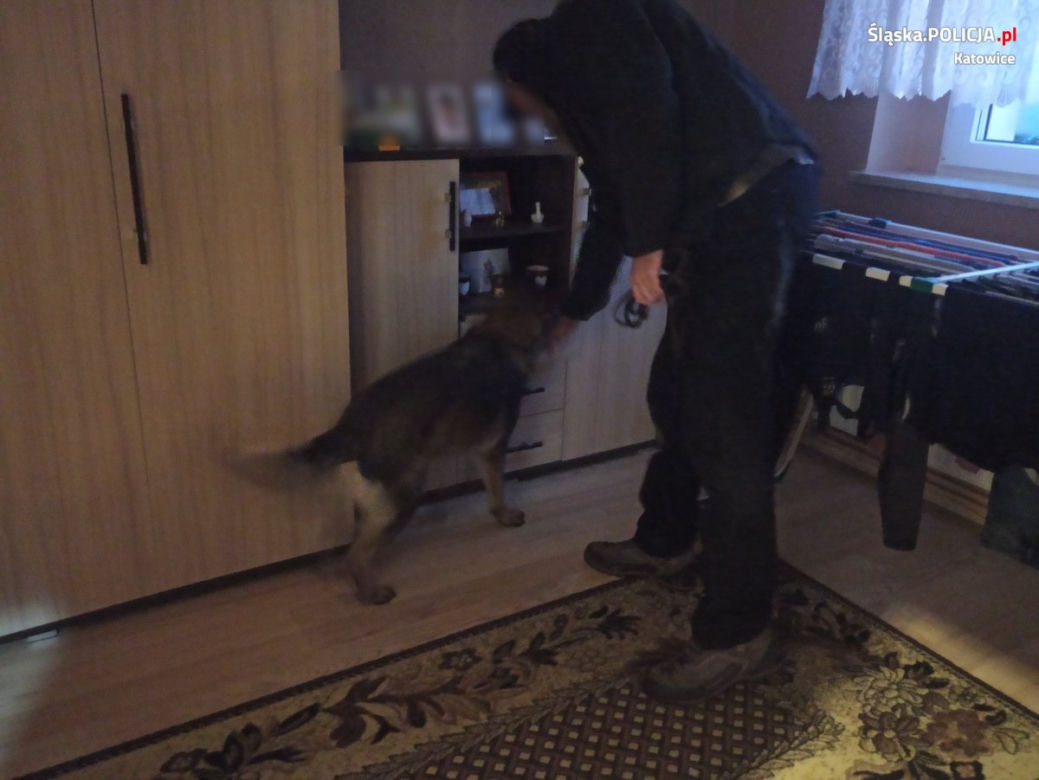 Kibice GKS Katowice zatrzymani przez śląską policję