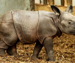 Szokujące narodziny we wrocławskim zoo! Pierwszy TAKI nosorożec [ZDJĘCIA]