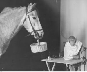 Cyrk Braci Staniewskich