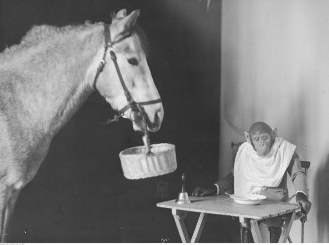 Cyrk Braci Staniewskich