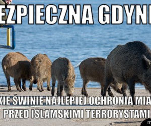 Memy Trójmiasto.