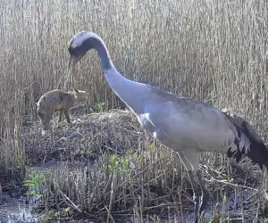 Zjadł dzieci na oczach rodziców