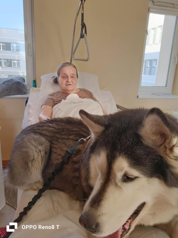Dogoterapia w starachowickim ZOL-u. Czworonożnym terapeutą jest uroczy Hachi
