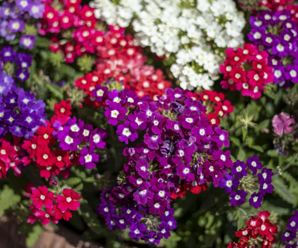 Werbena ogrodowa - piękno kwiatów na balkon, taras i do ogrodu
