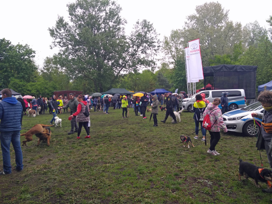 Piknik Przyjaciół Schroniska