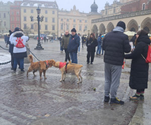 34. finał WOŚP w Krakowie. Golden Retrievery na Rynku Głównym