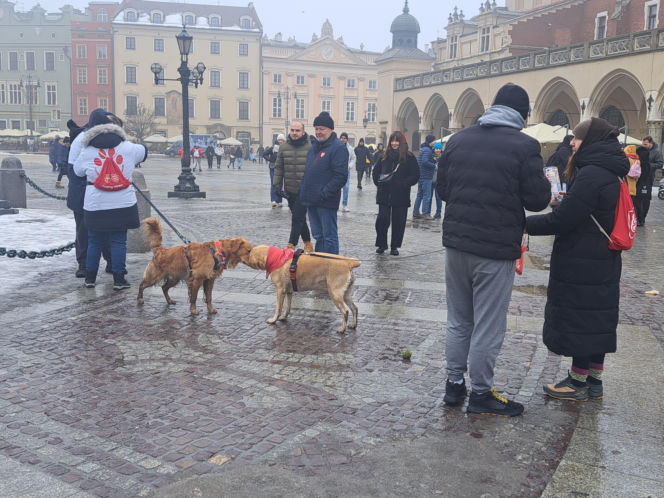 34. finał WOŚP w Krakowie. Golden Retrievery na Rynku Głównym