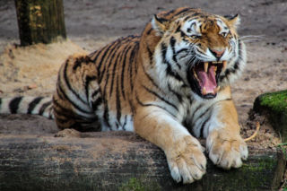 Tygrys zaatakował w zoo. Mężczyzna nie przeżył starcia z drapieżnikiem