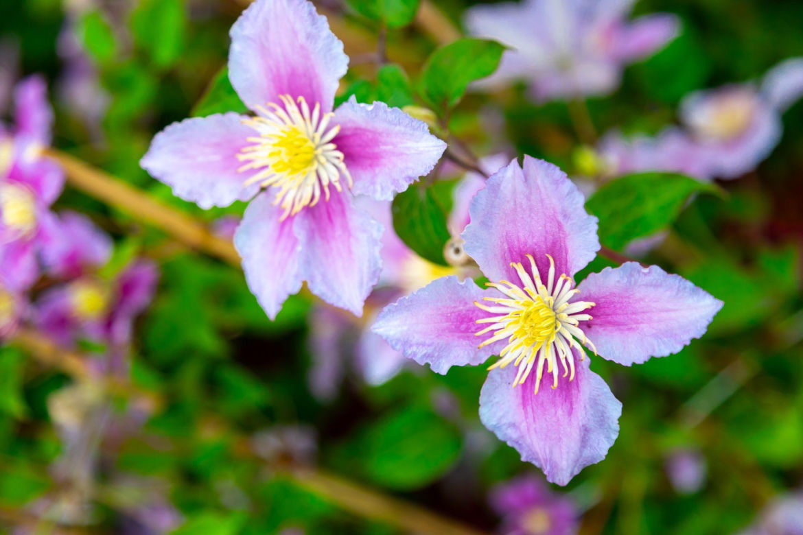 Clematis Pink Beauty 
