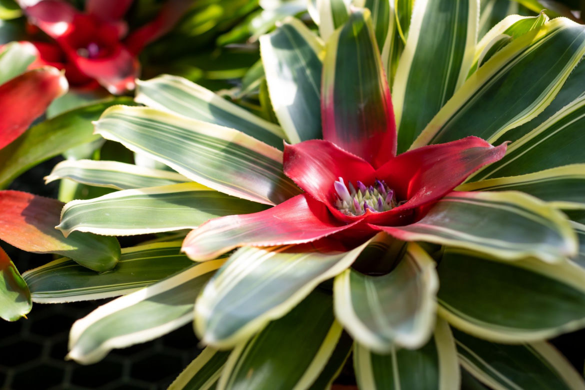 Neoregelia