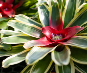 Neoregelia