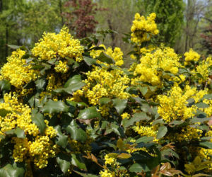 Mahonia pospolita
