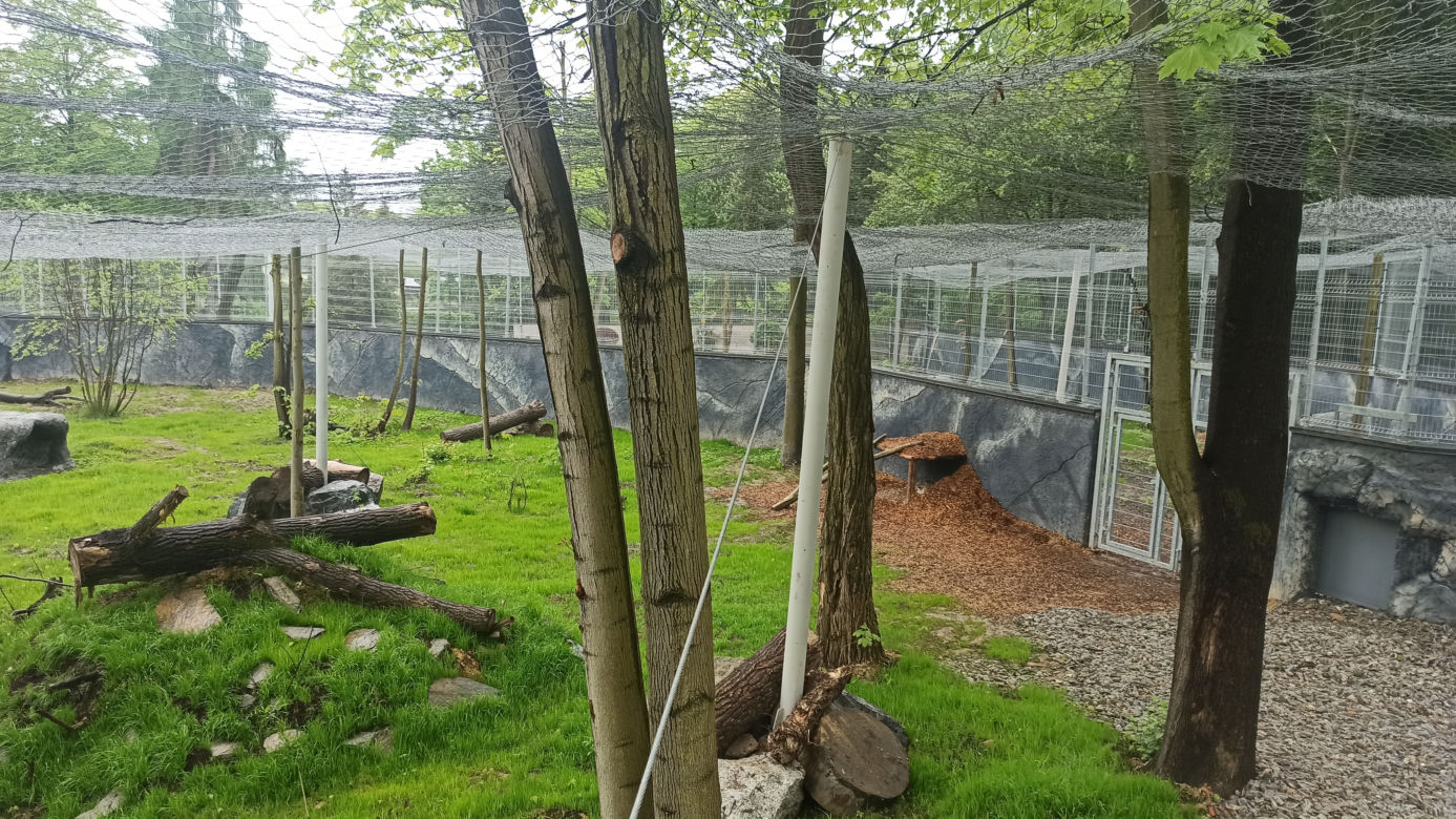 W śląskim ZOO powstała nowa woliera dla panter śnieżnych