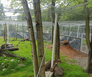 W śląskim ZOO powstała nowa woliera dla panter śnieżnych