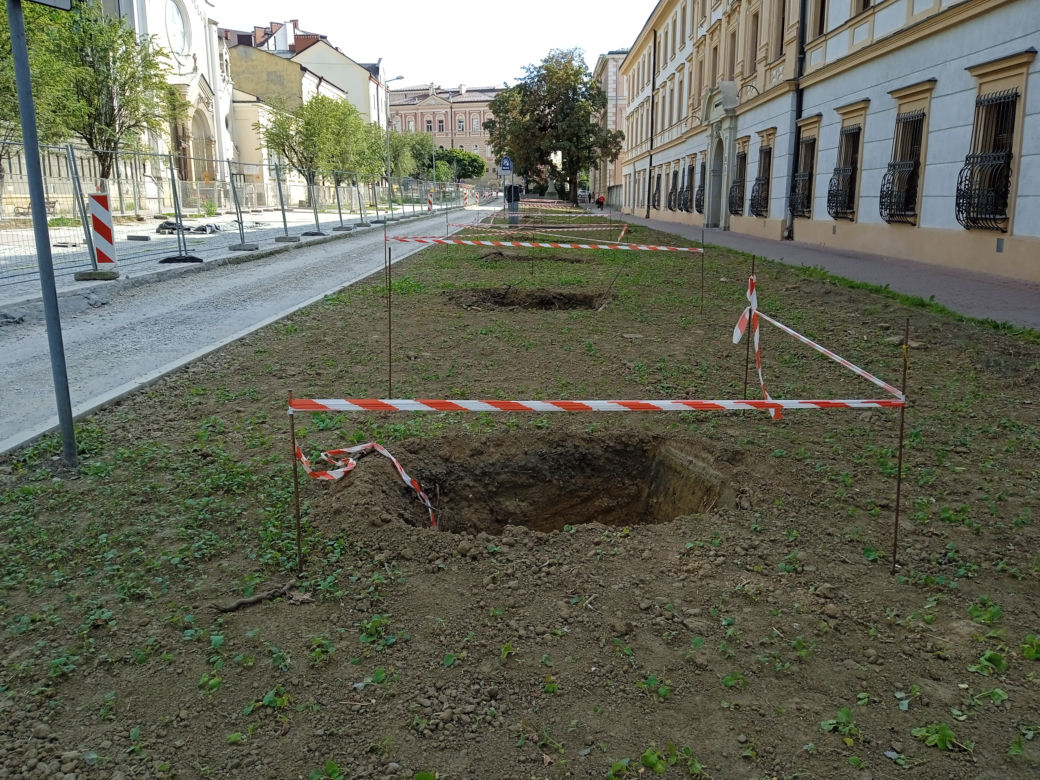 Nasadzenia drzew przy ulicy Piłsudskiego