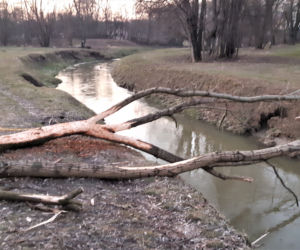 Bobry zadomowiły się w Tarnowie