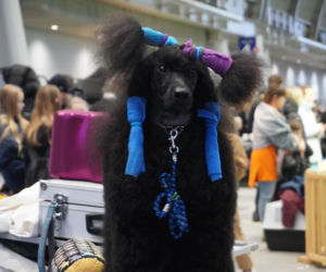 Międzynarodowa Wystawa Psów Rasowych Duo Cacib Kielce 2025