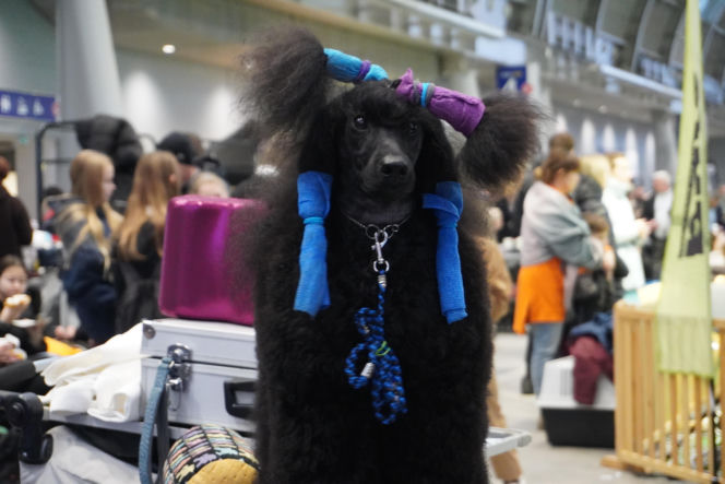 Międzynarodowa Wystawa Psów Rasowych Duo Cacib Kielce 2025